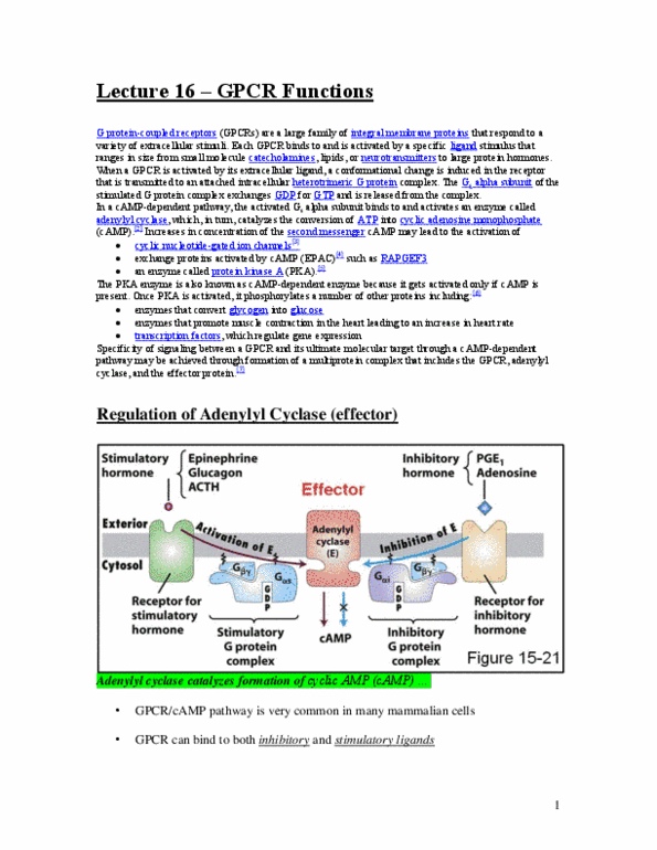 Biology 2382B Lecture Notes - Rapgef3, Priapism, Vasodilation thumbnail