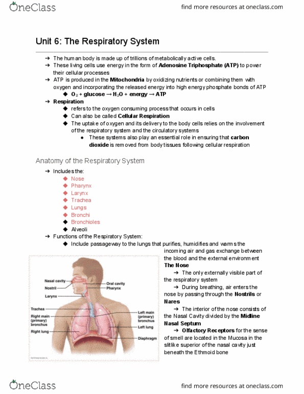 BIOM 2000 Lecture Notes - Lecture 6: Blood Plasma, Carbonic Anhydrase, Hypoventilation thumbnail
