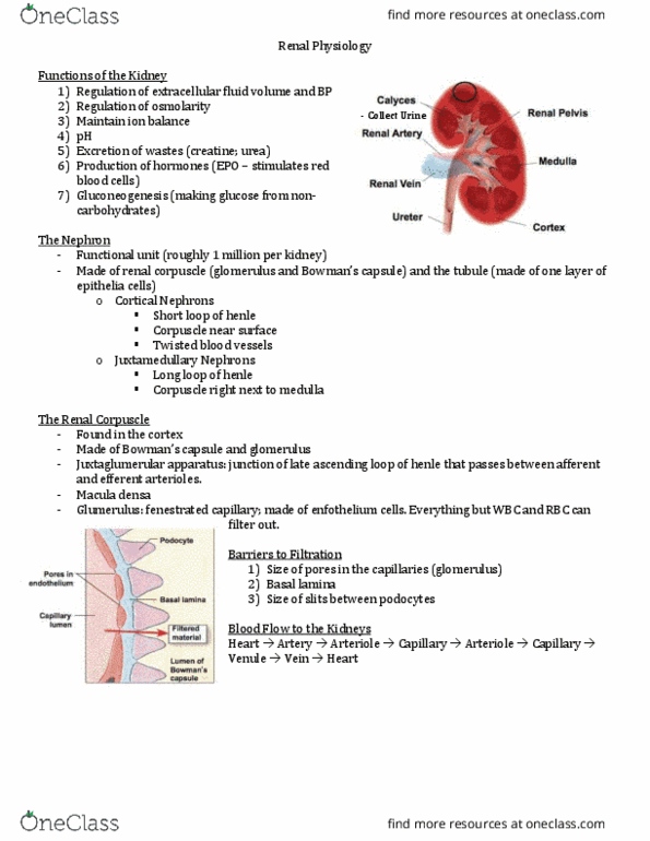 Physiology 1021 Lecture Notes - Lecture 1: Uniporter, Collecting Duct System, Proximal Tubule thumbnail
