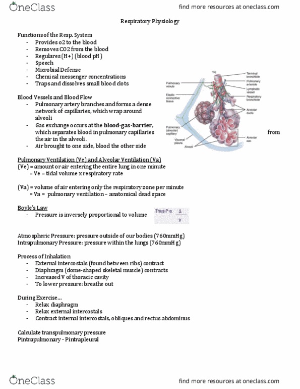 Physiology 1021 Lecture Notes - Lecture 1: Erythropoiesis, Red Blood Cell, Surface Tension thumbnail