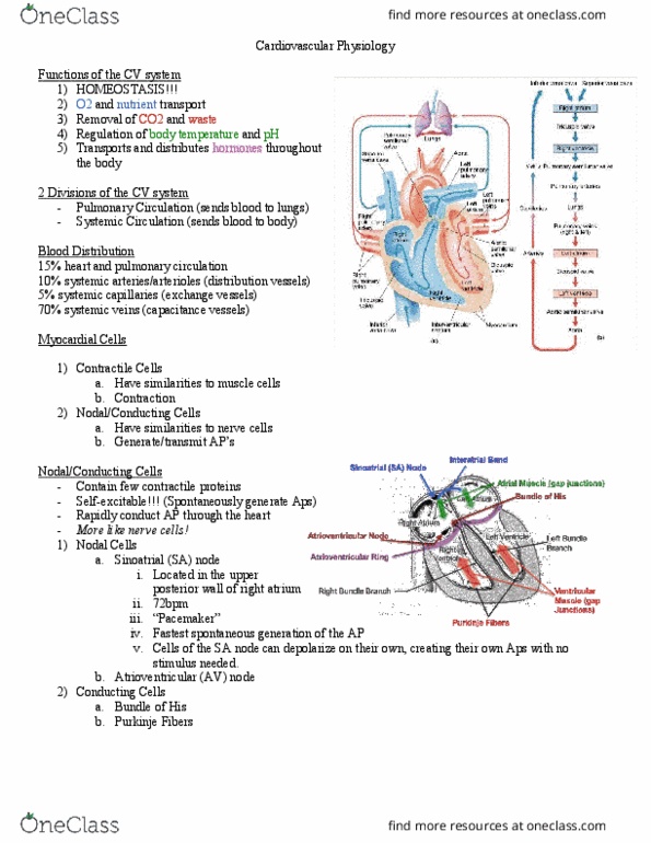 Physiology 1021 Lecture Notes - Lecture 1: Histamine, Baroreceptor, Theca Interna thumbnail