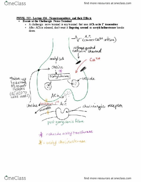 PHYSL212 Lecture Notes - Lecture 16: Vagus Nerve, Postganglionic Nerve Fibers, Heart Rate thumbnail