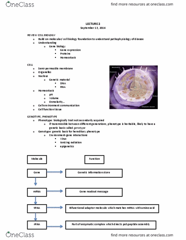 HSS 3305 Lecture Notes - Lecture 2: Endometrium, Respiratory Epithelium, Optio thumbnail
