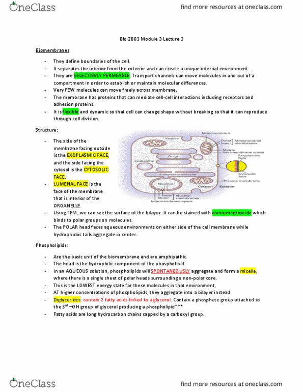 BIOLOGY 2B03 Lecture Notes - Lecture 7: Bacteriorhodopsin, Aquaporin, Glycosylphosphatidylinositol thumbnail