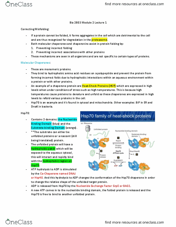 BIOLOGY 2B03 Lecture Notes - Lecture 3: Ubiquitin, Covalent Bond, Cysteine thumbnail