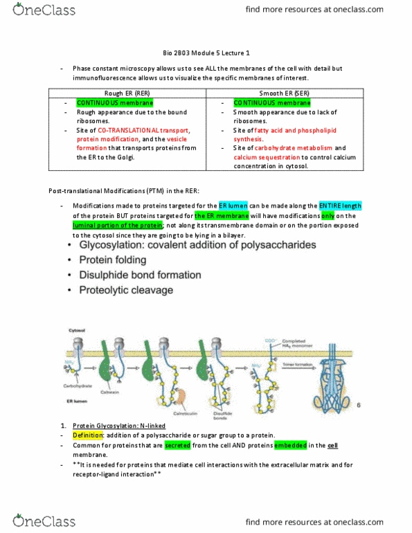 BIOLOGY 2B03 Lecture Notes - Lecture 11: Centroacinar Cell, Invertase, Fructose thumbnail