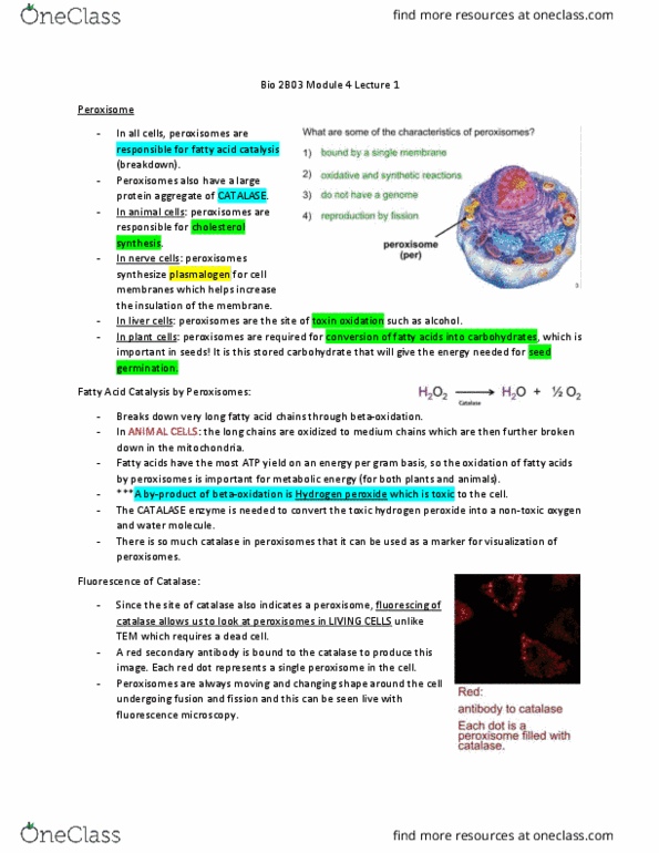 BIOLOGY 2B03 Lecture Notes - Lecture 8: Ubiquitin, Dominance (Genetics), Pex5 thumbnail