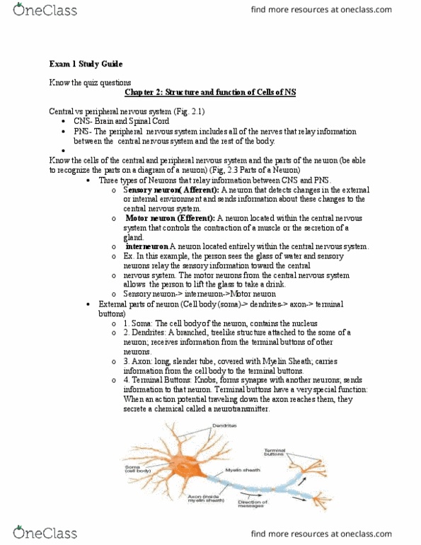01:830:313 Lecture Notes - Lecture 1: Kainic Acid, Occipital Lobe, Ganglion Cell Layer thumbnail