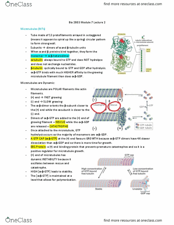 BIOLOGY 2B03 Lecture Notes - Lecture 17: Depolymerization, Ford Power Stroke Engine, Immunoglobulin Light Chain thumbnail
