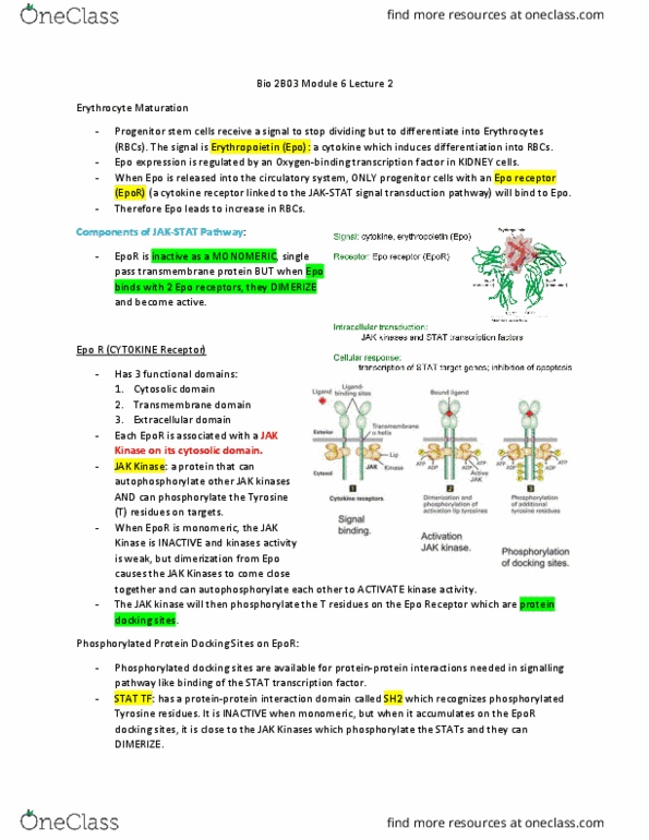 BIOLOGY 2B03 Lecture Notes - Lecture 14: Guanine, Grb2, Gtpase thumbnail