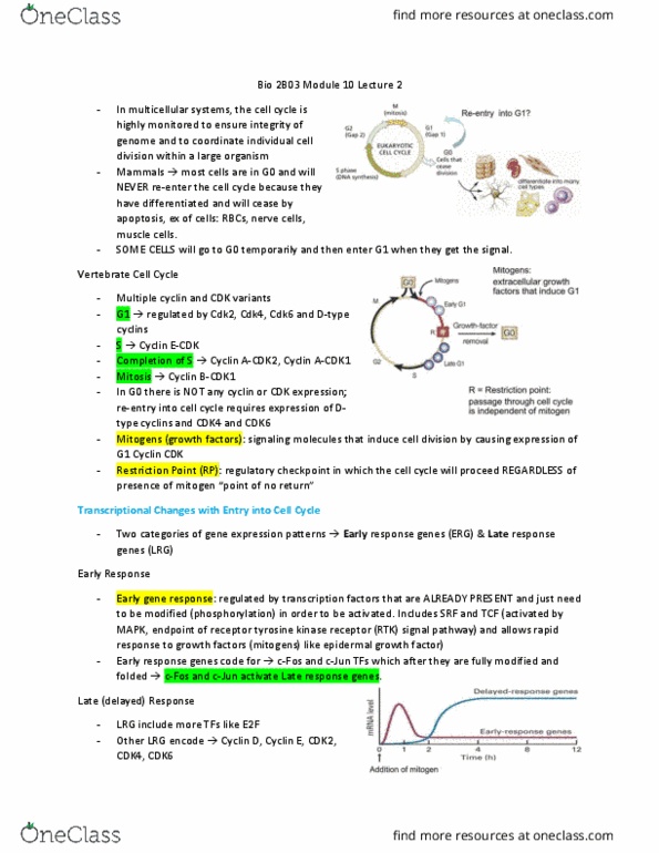 BIOLOGY 2B03 Lecture Notes - Lecture 23: Dont, Nondisjunction, Cdc20 thumbnail