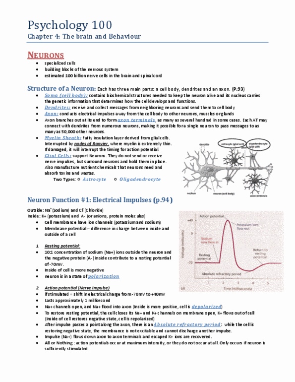 PSYC 100 Chapter Notes - Chapter 4: Astrocyte, Temporal Lobe, Cerebellum thumbnail