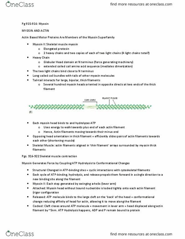 BSCI 330 Chapter Notes - Chapter 16: Cell Cortex, Centromere, Spindle Apparatus thumbnail