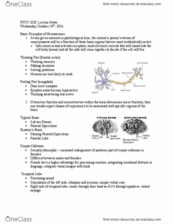 PSYC 1020H Lecture Notes - Lecture 6: Gyrus, Polyphagia, Endocrine System thumbnail