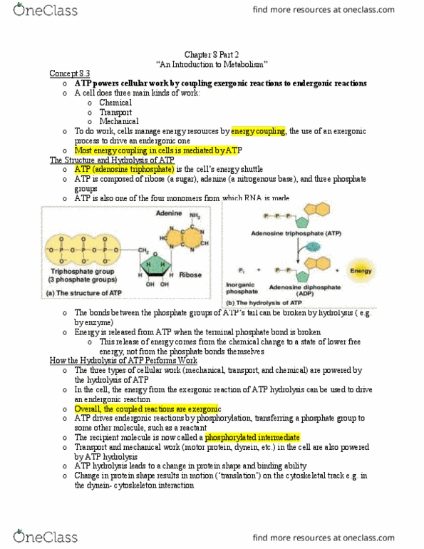 BIOL 101 Lecture Notes - Lecture 18: Competitive Inhibition, Allosteric Regulation, Enzyme Inhibitor thumbnail