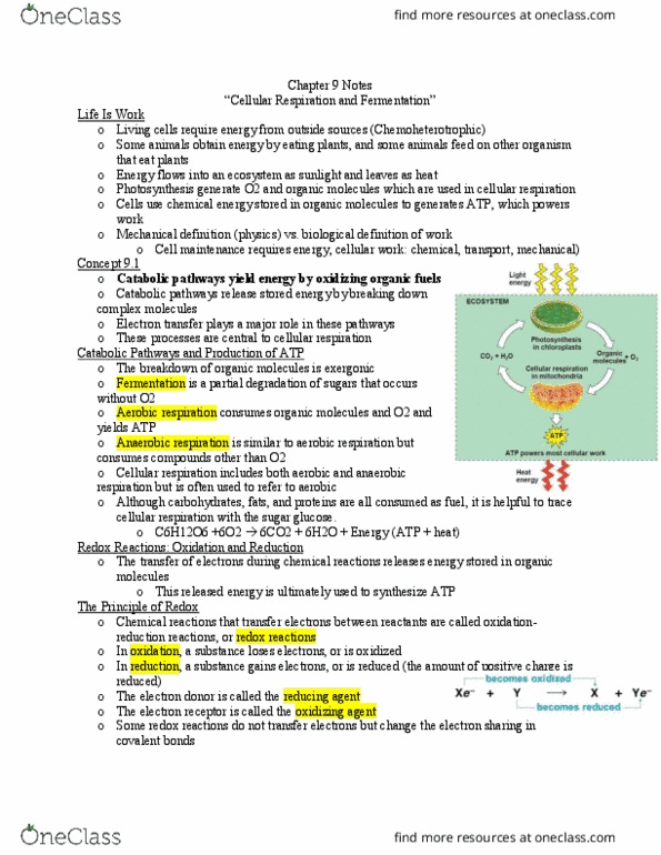 BIOL 101 Lecture 20: Chapter 9 Notes thumbnail