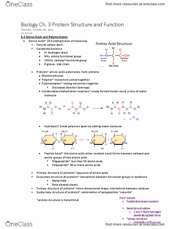 BIOL 150 Chapter Notes - Chapter Ch. 3 textbook and lecture: Enzyme, Covalent Bond, Peptide Bond thumbnail