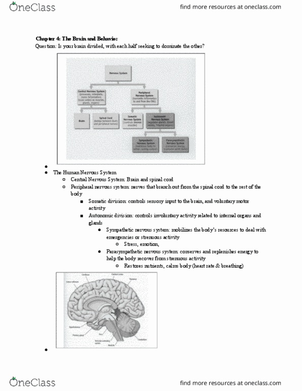 PSC 1 Lecture Notes - Lecture 5: Corpus Callosum, Parietal Lobe, Adrenal Gland thumbnail