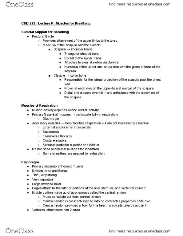 CMD 272 Lecture Notes - Lecture 6: Inferior Vena Cava, Subcostal Nerve, Intercostal Nerves thumbnail