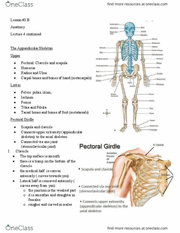 Health Sciences 2300A/B Chapter Notes - Chapter 8: Coronoid Fossa Of The Humerus, Conoid Ligament, Sternoclavicular Joint thumbnail