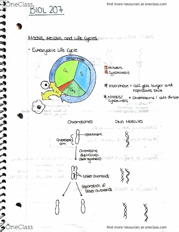 BIOL207 Lecture Notes - Lecture 1: Cohesin, Qus, Meiosis thumbnail