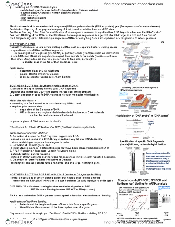 MCB 2050 Lecture Notes - Lecture 23: Southern Blot, Northern Blot, Dna Microarray thumbnail
