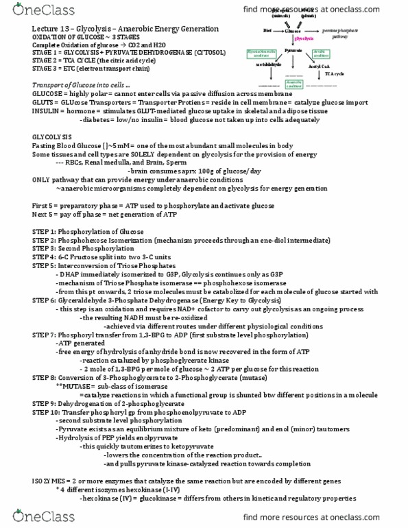 BIOC 2580 Lecture Notes - Lecture 13: Citric Acid Cycle, Renal Medulla, Adipose Tissue thumbnail