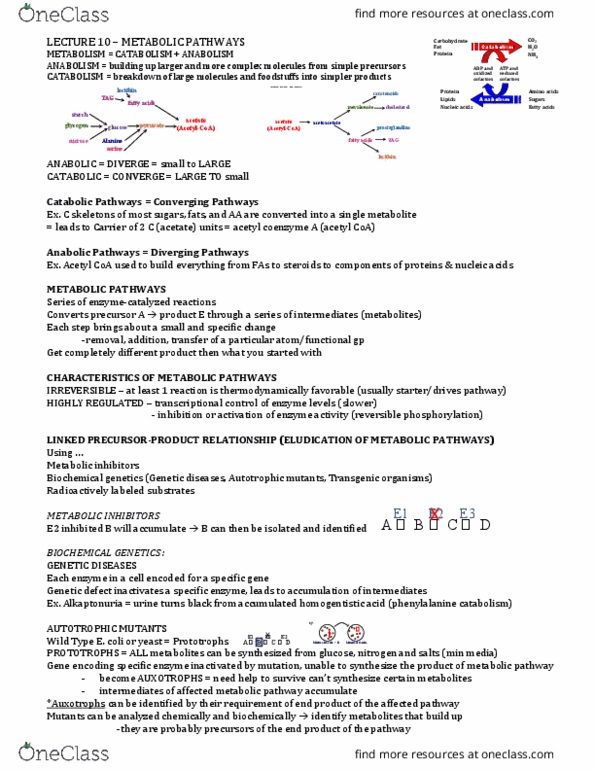 BIOC 2580 Lecture Notes - Lecture 10: Acetyl-Coa, Metabolic Pathway, Lecithin thumbnail
