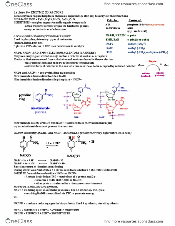 BIOC 2580 Lecture Notes - Lecture 9: Nicotinamide Adenine Dinucleotide Phosphate, Nicotinamide, Pyrimidine thumbnail