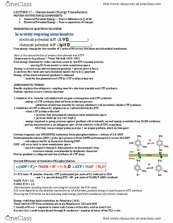 BIOC 2580 Lecture Notes - Lecture 17: Chemiosmosis, Atp Synthase, Electrochemical Gradient thumbnail