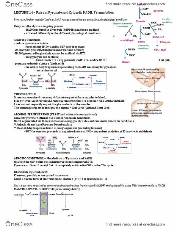 BIOC 2580 Lecture Notes - Lecture 14: Gerty Cori, Lactate Dehydrogenase, Cori Cycle thumbnail