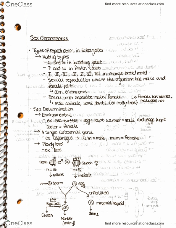 BIOL207 Lecture Notes - Lecture 10: Ploidy, Isri, Mitosis thumbnail