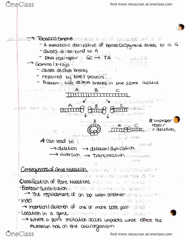 BIOL207 Lecture Notes - Lecture 6: Open Reading Frame, Sickle-Cell Disease, Hbb thumbnail