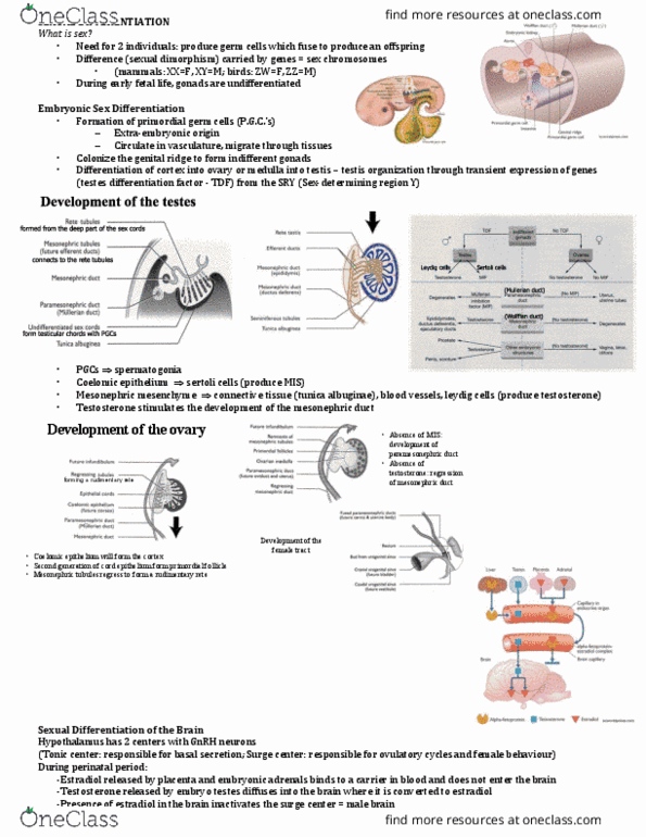 ANSC 3080 Lecture Notes - Lecture 5: Mesonephric Duct, Paramesonephric Duct, Rete Testis thumbnail