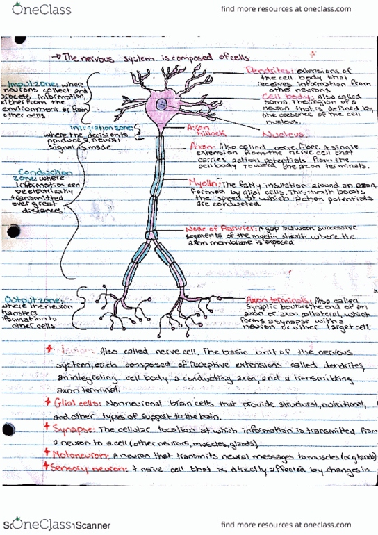 PSYC 3670 Lecture 2: cells and structures thumbnail