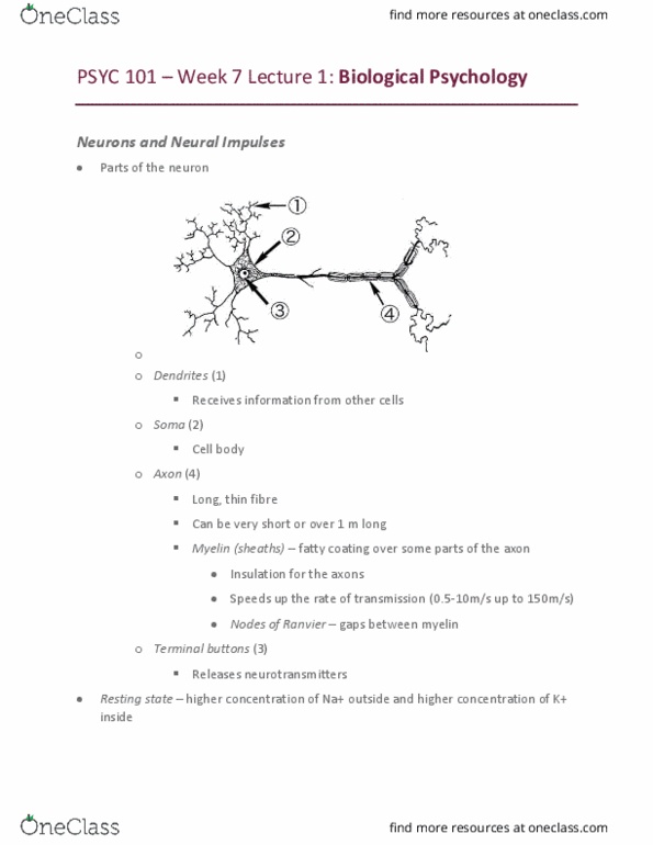 PSYC 101 Lecture Notes - Lecture 18: Myelin, Nicotine, Reuptake thumbnail