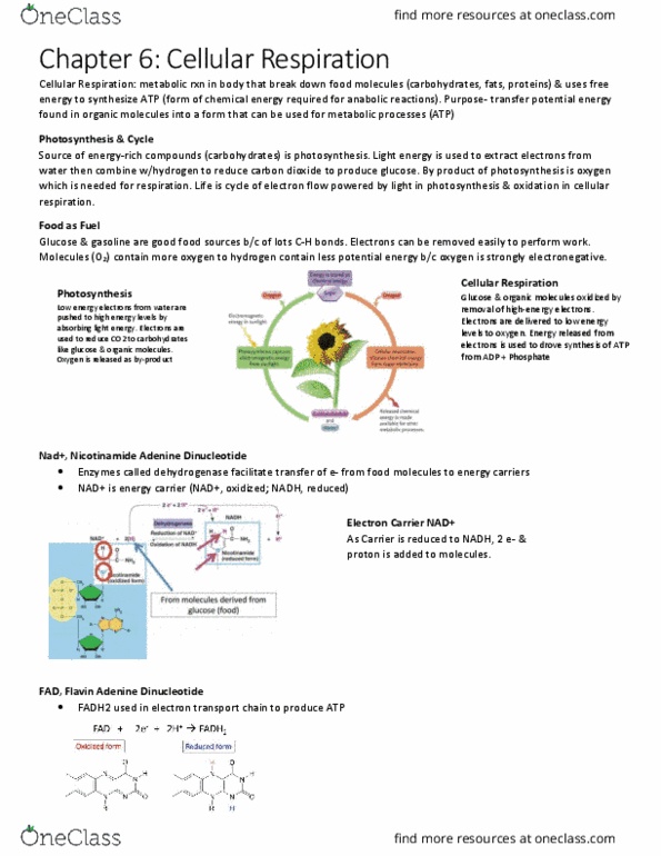 BIOL 1000 Lecture Notes - Lecture 16: Energy Carrier, Nicotinamide, Nicotinamide Adenine Dinucleotide thumbnail