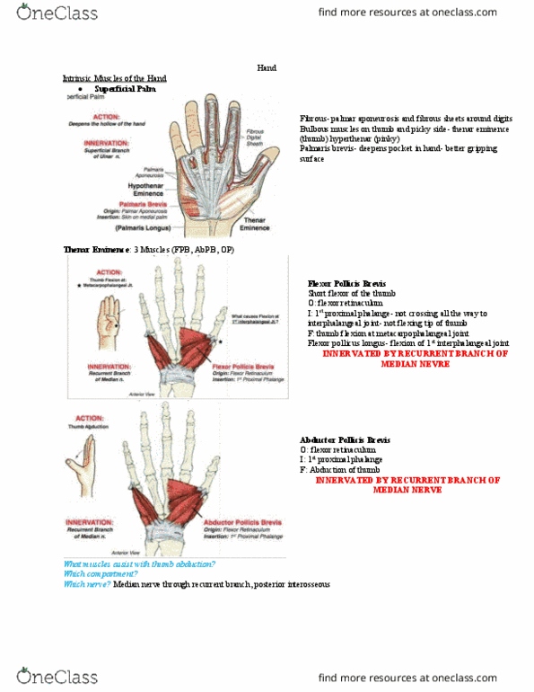 Anatomy and Cell Biology 2221 Lecture Notes - Lecture 12: Flexor Pollicis Muscle, Adductor Pollicis Muscle, Metacarpophalangeal Joint thumbnail