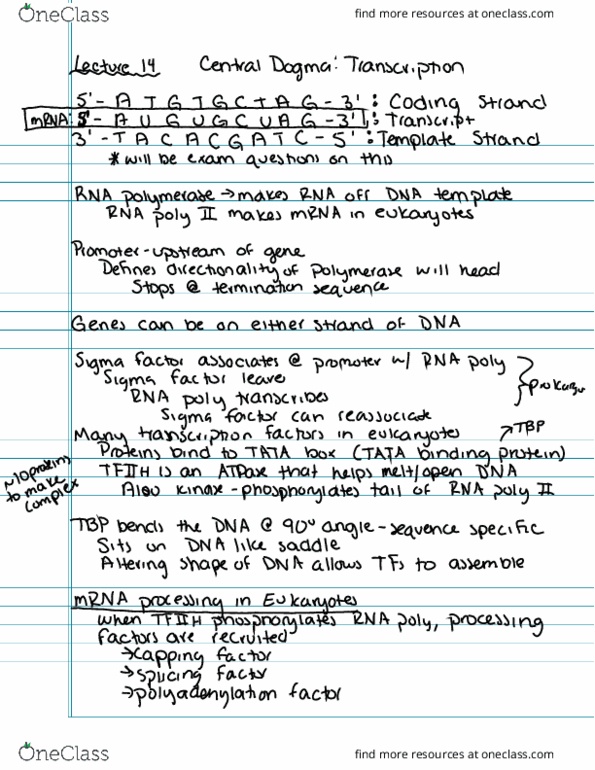 BIOLOGY 285 Lecture Notes - Lecture 14: Yoox Net-A-Porter Group, Sigma Factor, Tata-Binding Protein thumbnail