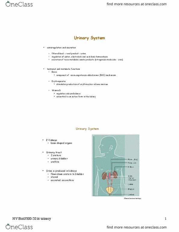 BIOL 3500 Chapter Notes - Chapter 12: Distal Convoluted Tubule, Proximal Tubule, Renal Papilla thumbnail