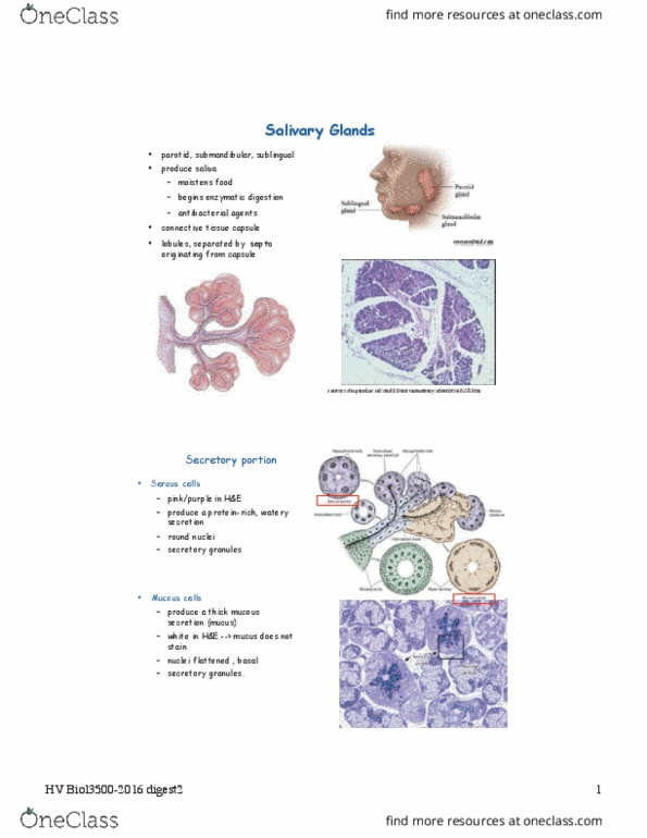 BIOL 3500 Chapter Notes - Chapter 11: Serous Gland, Pancreatic Duct, Pancreatic Islets thumbnail