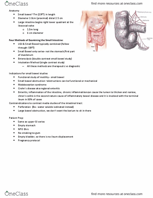 MEDRADSC 2I03 Lecture Notes - Lecture 6: Bowel Obstruction, Ileocecal Valve, Iliac Crest thumbnail