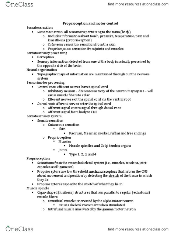 KNES 385 Lecture Notes - Lecture 16: Gamma Motor Neuron, Intrafusal Muscle Fiber, Alpha Motor Neuron thumbnail