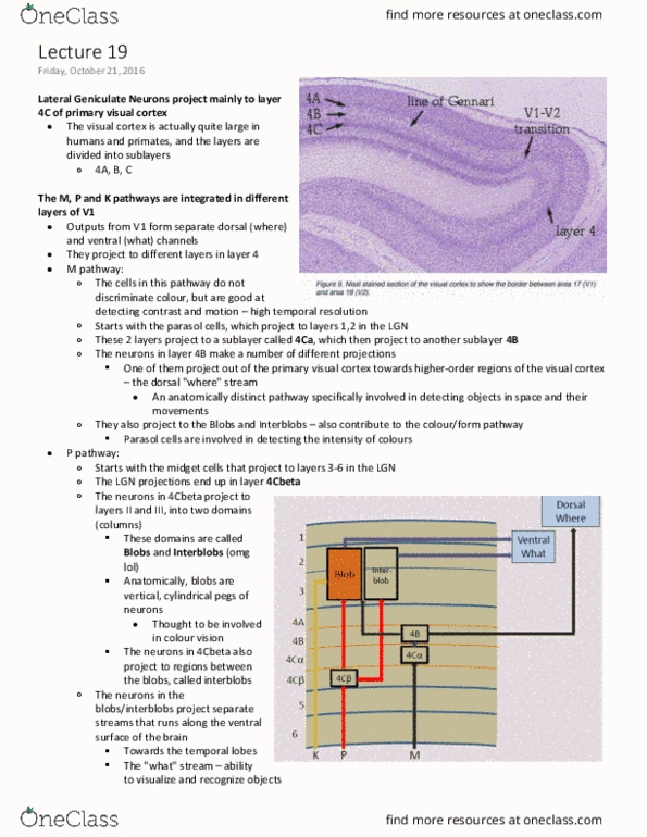 ANAT 321 Lecture Notes - Lecture 19: Visual Cortex, Receptive Field, Color Vision thumbnail