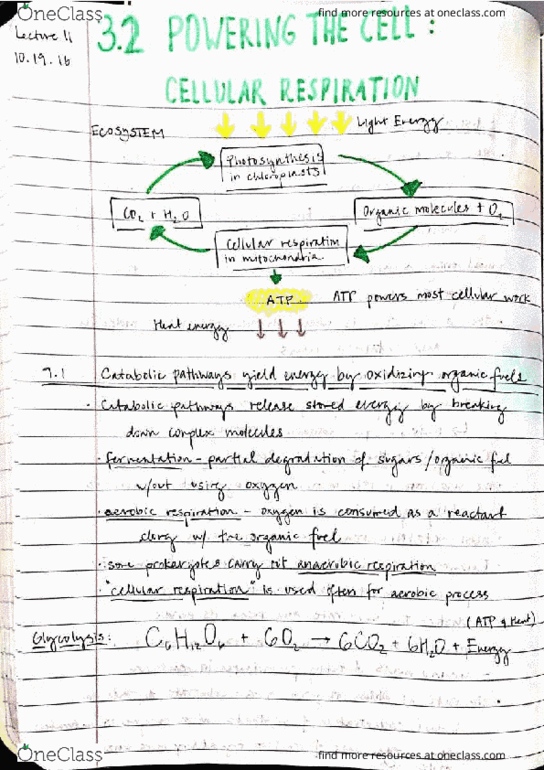 BIO SCI 93 Chapter Notes - Chapter 9: Chemiosmosis thumbnail
