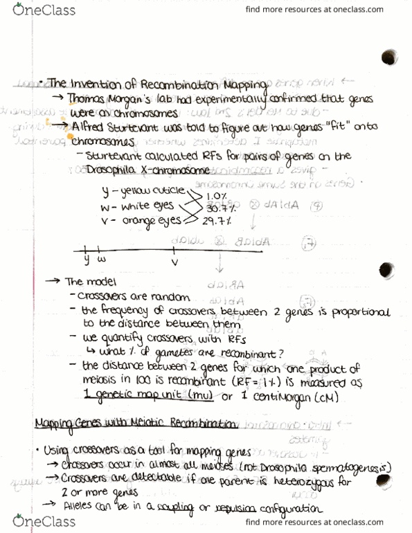 BIOL207 Lecture Notes - Lecture 12: Meiosis, Mendelian Inheritance, Chromosome thumbnail