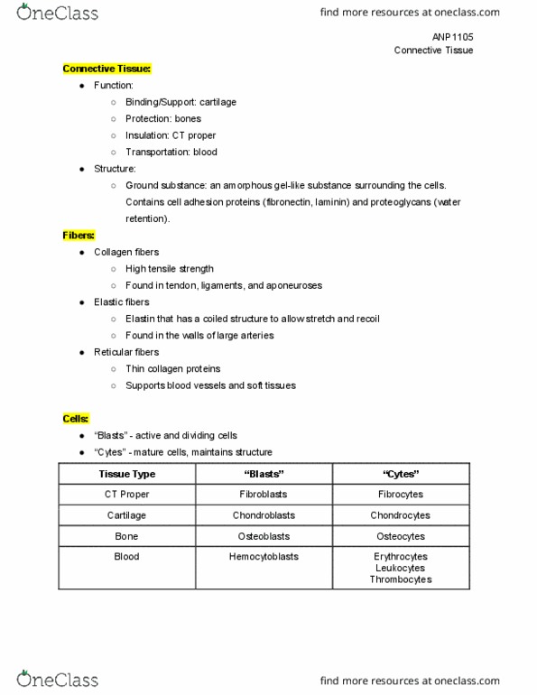 ANP 1105 Lecture Notes - Lecture 2: Fibronectin, Elastic Fiber, Macrophage thumbnail