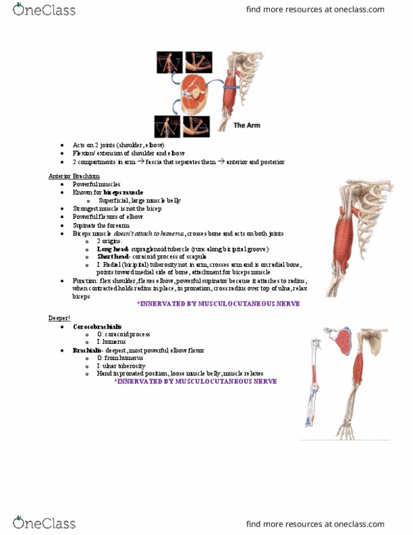 Kinesiology 2222A/B Lecture Notes - Lecture 9: Humerus, Extensor Carpi Ulnaris Muscle, Fn Minimi thumbnail