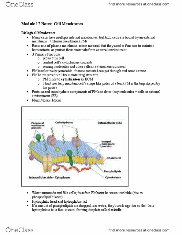 BI110 Chapter Notes - Chapter 17: Atherosclerosis, Hinder, Lipid Bilayer thumbnail