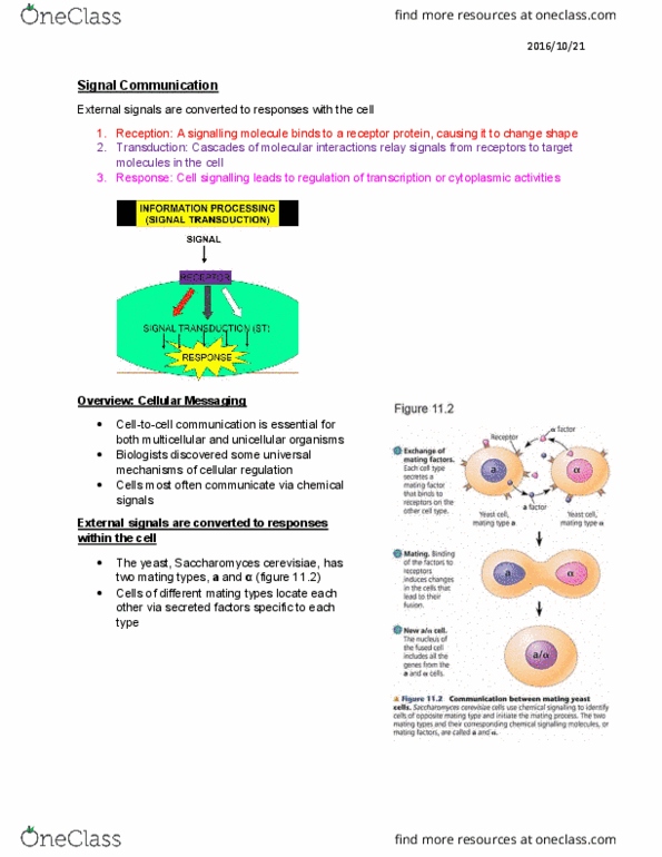 BIOL 102 Lecture Notes - Lecture 2: Adenylyl Cyclase, Ion Channel, Inositol thumbnail